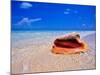 Conch at Water's Edge, Pristine Beach on Out Island, Bahamas-Greg Johnston-Mounted Photographic Print