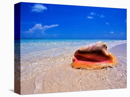 Conch at Water's Edge, Pristine Beach on Out Island, Bahamas-Greg Johnston-Stretched Canvas