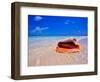 Conch at Water's Edge, Pristine Beach on Out Island, Bahamas-Greg Johnston-Framed Photographic Print