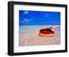 Conch at Water's Edge, Pristine Beach on Out Island, Bahamas-Greg Johnston-Framed Photographic Print