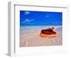 Conch at Water's Edge, Pristine Beach on Out Island, Bahamas-Greg Johnston-Framed Photographic Print