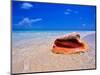 Conch at Water's Edge, Pristine Beach on Out Island, Bahamas-Greg Johnston-Mounted Photographic Print