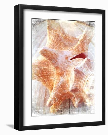 Conch I-Lisa Hill Saghini-Framed Art Print