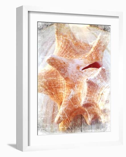 Conch I-Lisa Hill Saghini-Framed Art Print