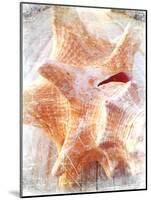 Conch I-Lisa Hill Saghini-Mounted Art Print