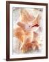 Conch I-Lisa Hill Saghini-Framed Art Print