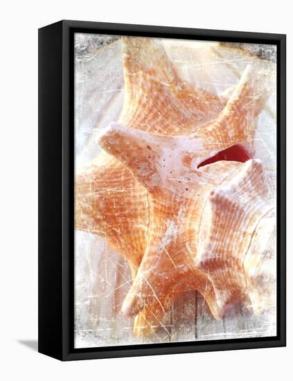 Conch I-Lisa Hill Saghini-Framed Stretched Canvas