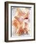 Conch I-Lisa Hill Saghini-Framed Art Print