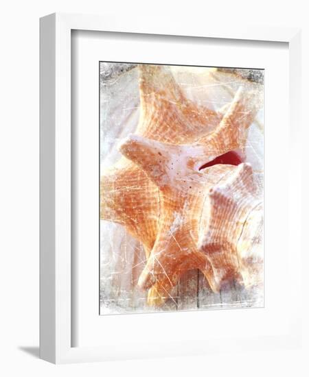 Conch I-Lisa Hill Saghini-Framed Art Print