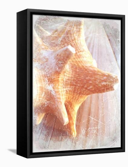 Conch II-Lisa Hill Saghini-Framed Stretched Canvas