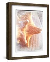 Conch II-Lisa Hill Saghini-Framed Art Print