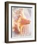 Conch II-Lisa Hill Saghini-Framed Art Print