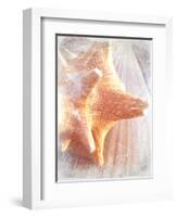 Conch II-Lisa Hill Saghini-Framed Art Print