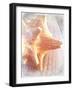 Conch II-Lisa Hill Saghini-Framed Art Print