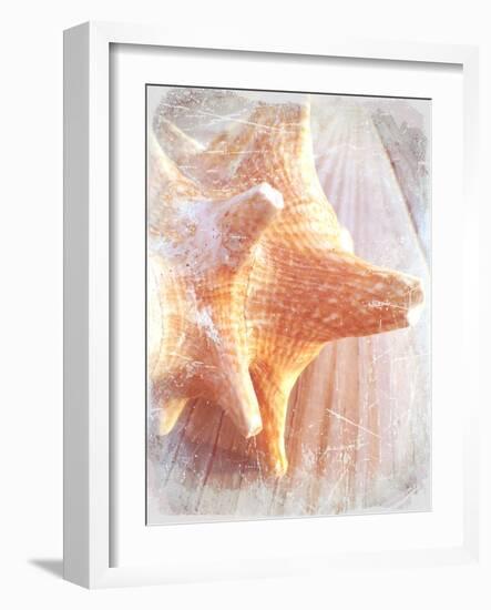 Conch II-Lisa Hill Saghini-Framed Art Print