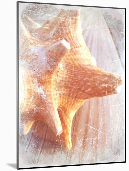 Conch II-Lisa Hill Saghini-Mounted Art Print