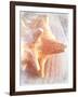 Conch II-Lisa Hill Saghini-Framed Art Print