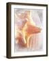 Conch II-Lisa Hill Saghini-Framed Premium Giclee Print