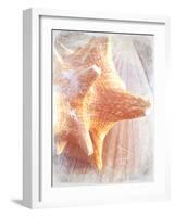 Conch II-Lisa Hill Saghini-Framed Premium Giclee Print