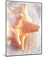 Conch II-Lisa Hill Saghini-Mounted Premium Giclee Print