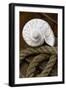 Conch on Wood-Uwe Merkel-Framed Photographic Print