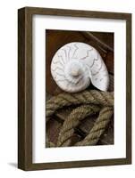 Conch on Wood-Uwe Merkel-Framed Photographic Print