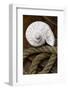 Conch on Wood-Uwe Merkel-Framed Photographic Print