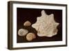 Conch Shell, 1995-Peter Davidson-Framed Giclee Print
