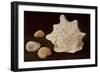 Conch Shell, 1995-Peter Davidson-Framed Giclee Print