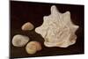 Conch Shell, 1995-Peter Davidson-Mounted Giclee Print
