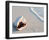 Conch Shell At Sunset, St. Martin, Caribbean-Michael DeFreitas-Framed Photographic Print