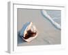 Conch Shell At Sunset, St. Martin, Caribbean-Michael DeFreitas-Framed Photographic Print