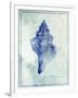 Conch Shell B-GI ArtLab-Framed Giclee Print