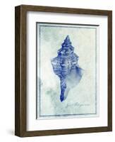 Conch Shell B-GI ArtLab-Framed Giclee Print