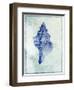 Conch Shell B-GI ArtLab-Framed Giclee Print