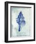 Conch Shell B-GI ArtLab-Framed Giclee Print