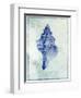 Conch Shell B-GI ArtLab-Framed Giclee Print