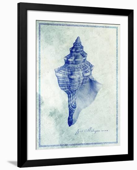 Conch Shell B-GI ArtLab-Framed Giclee Print