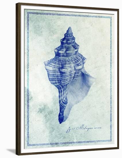 Conch Shell B-GI ArtLab-Framed Premium Giclee Print