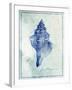 Conch Shell B-GI ArtLab-Framed Giclee Print