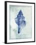 Conch Shell B-GI ArtLab-Framed Giclee Print