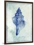 Conch Shell B-GI ArtLab-Framed Giclee Print