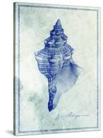 Conch Shell B-GI ArtLab-Stretched Canvas
