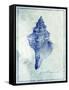 Conch Shell B-GI ArtLab-Framed Stretched Canvas