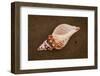 Conch Shell Found on the Sandy Beach on Floreana Island, the Galapagos, Ecuador-Cynthia Classen-Framed Photographic Print