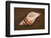 Conch Shell Found on the Sandy Beach on Floreana Island, the Galapagos, Ecuador-Cynthia Classen-Framed Photographic Print