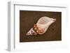 Conch Shell Found on the Sandy Beach on Floreana Island, the Galapagos, Ecuador-Cynthia Classen-Framed Photographic Print