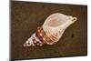 Conch Shell Found on the Sandy Beach on Floreana Island, the Galapagos, Ecuador-Cynthia Classen-Mounted Photographic Print