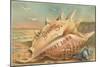 Conch Shell, Greetings from Point Loma, California-null-Mounted Art Print