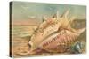 Conch Shell Greetings from San Clemente-null-Stretched Canvas